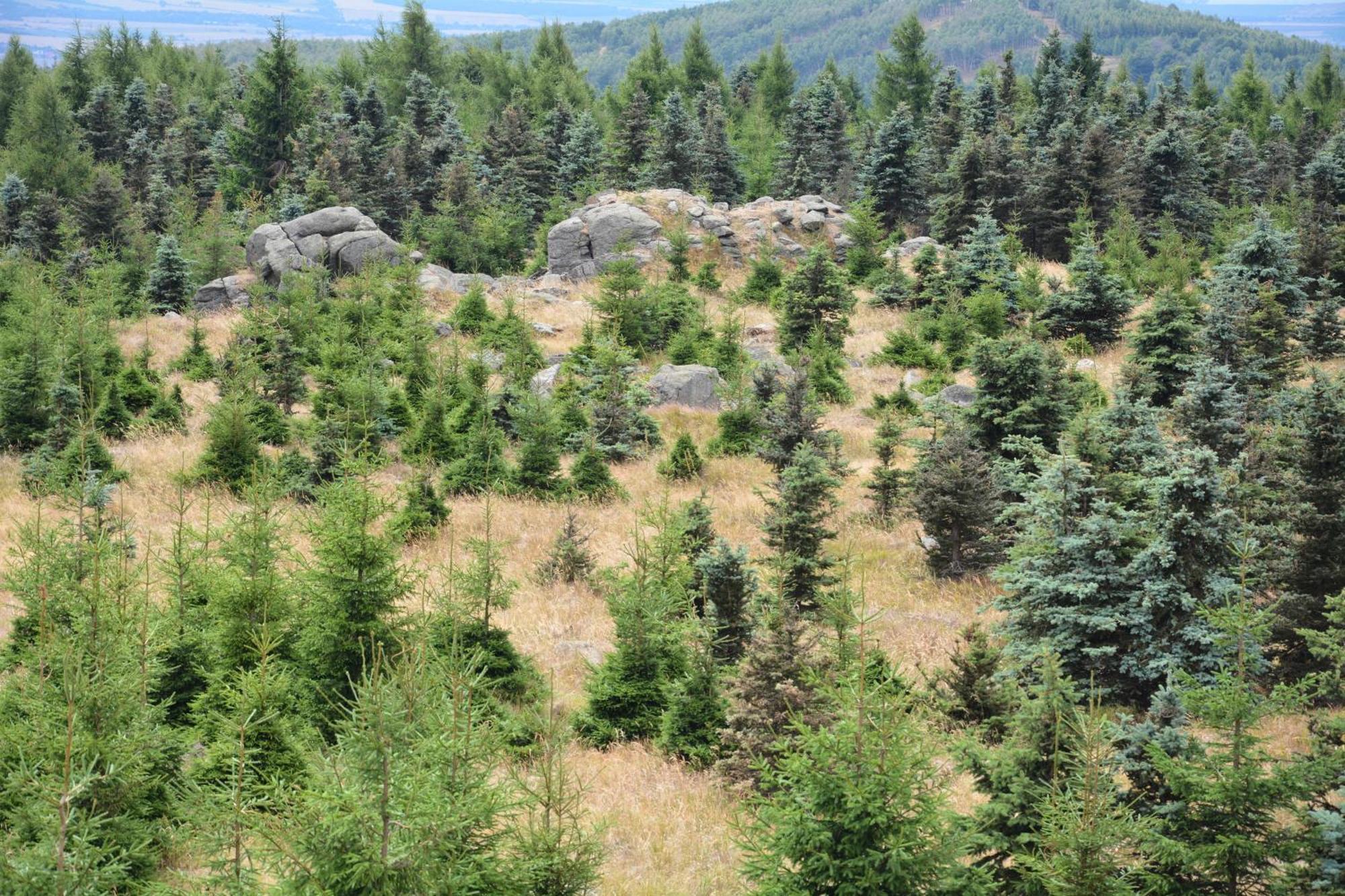Waldgasthof Bad Einsiedel Seiffen Buitenkant foto